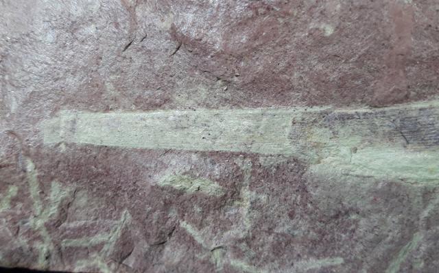 Desmiophyllum gothanii (FLORIN 1936) - Bild © FossNet FossilienStore